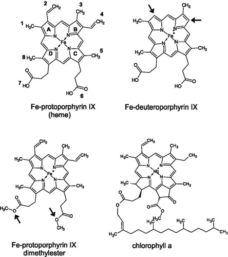 Figure 5. Chemical structures ofheme, chlorophyll a and protoporphyrin IX derivatives used in this study. Arrows indicate side chains varied compared to heme. In Fe-deuteroporphyrin IX ethylene side chains 2 and 4 are substituted for hydrogen atoms whereas in Fe-protoporphyrin IX dimethylester the propionyl groups 6 and 7 are esterified with methyl groups.