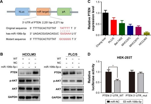 Figure 4 Direct regulation of PTEN expression by miR-106b-5p.