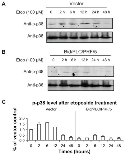 Figure 4 Effects of Bid-overexpression on the phosphorylation of p38 in response to etoposide. Vector control (A) and Bid/PLC/PRF/5 cells (B) were treated with etoposide for different periods of time, respectively. Then p-p38 was detected by Western blot analysis. All blots were subsequently stripped and reprobed with antibodies against p38. The density of p-p38 protein bands was determined (C).