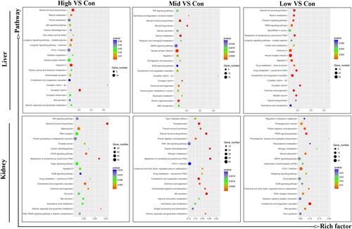 Figure 8 KEGG enrichment plots for top 20 pathways in each treatment group. KEGG, Kyoto Encyclopedia of Genes and Genomes.