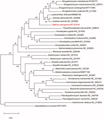 Figure 1. Phylogeny of 30 species within the family Balitoridae based on the Maximum likelihood analysis of 13 mitochondrial protein-coding genes. The support values are shown next to the nodes (1000 replications). Oreochromis niloticus (GenBank: NC_013663) and Squaliobarbus curriculus (GenBank: KP731975) were included as the outgroup taxon.