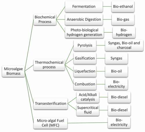 Figure 1. Bio-fuel production from microalgae biomass.