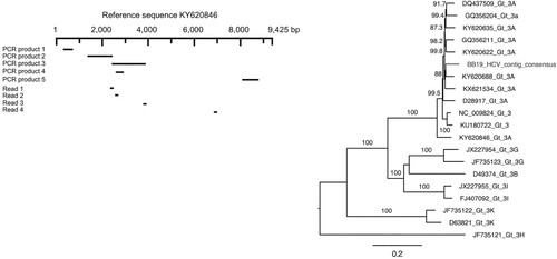 Figure 1. Mapping of HCV reads and PCR products and phylogenetic analysis of HCV. Reads and PCR products were mapped and aligned against the most similar reference genome (KY620846), which were subsequently used to compile a partial consensus genome. This partial genome sequence was then aligned with a background set of HCV sequences and a maximum likelihood phylogenetic analysis was performed. Node robustness was assessed using Shimodaira–Hasegawa-like branch support values. The phylogenetic tree is mid-point rooted for clarity only. The HCV contig is available via NCBI GenBank (accession number: MT254535) and the raw sequence data is available via NCBI Short Read Archive (BioProject ID: PRJNA613931).