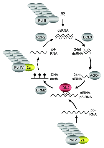 Figure 7. Genetic model of RdDM. The core pathway leading to RdDM is initiated by the production of single stranded RNA from target sequences by multi-subunit RNAP IV. The resulting p4-RNA then serves as substrate of RDR2, which synthesizes a complementary strand to generate dsRNA. This dsRNA is then processed by DCL3 into 24 nt dsRNA fragments and single strands of 24 nt short interfering (si)RNA are incorporated mainly into AGO4. Multi-subunit RNAP-V is thought to transcribe RdDM target loci, with the resulting p5-RNA serving as scaffold to attract the siRNA-AGO4 complexes, which in turn guide DRM2 to the genomic loci to be methylated de novo. Transcription of an inverted repeat (IR) by multi-subunit RNAP II provides a shortcut in the pathway, as dsRNA as a substrate for DCL3 action is produced independently of RNAP IV and RDR2 (solid arrows). NRPD2a/NRPE2a (golden) is a subunit common to RNAP IV and RNAP V, but is not required for RNAP II function. IDN2 (red) has a role downstream of siRNA formation, possibly by stabilizing a siRNA-p5-RNA complex.