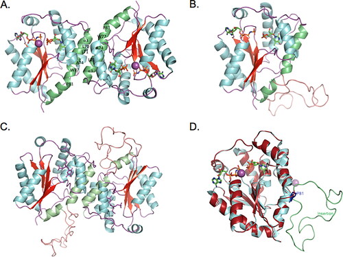 Figure 3. Structure model of TMPK isoform 6. (A) Human TMPK (isoform 1) homodimer. The α3 makes interface between the two monomers, through hydrophobic interactions (in green); (B) Homology model of the TMPK isoform 6 monomer. The 39-amino acids insertion is shown as a loop (salmon). (C) Structural model of the TMPK isoform 6 dimer. (D) Superimposed structures of isoform 1 and 6. Isoform 1 is in cyans and isoform 6 is in firebrick color. The 39 amino acid insertion is in green. Structural modeling was performed at https://swissmodel.expasy.org/ with human TMPK structure as template (PDB code: 1E2F).