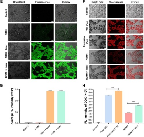 Figure 3 Evaluation of the photosensitivity properties of NDIMH.Notes: (A) Maximum temperature profiles of PBS, free ICG, free nano ICG, NIMH, and NDIMH under NIR laser irradiation in vitro. (B) Maximum temperature profiles of the irradiated area of nude mice bearing tumors injected with PBS, free ICG, free nano ICG, NIMH, and NDIMH in vivo. (C) Infrared thermographic maps of a 24-well plate after 10 minutes of irradiation. (D) Infrared thermographic maps of mice after intratumoral injection at 6 minutes after laser irradiation. (E) The ROS generation of different formulations (scale bar represents 25 µm, magnification ×630). (F) The cellular uptake of DOX in SCC-15 (scale bar represents 25 µm, magnification ×500). (G) The quantitative analysis of ROS generation (mean ± SD, n=3). (H) The quantitative analysis of cellular uptake of DOX (mean ± SD, n=3, ***P<0.001).Abbreviations: DOX, doxorubicin; ICG, indocyanine green; NDIMH, nano DOX-ICG matrix metalloproteinase-responsive hydrogel; NDMH, nano DOX matrix metalloproteinase-responsive hydrogel; NIMH, nano ICG matrix metalloproteinase-responsive hydrogel; NIR, near infrared.