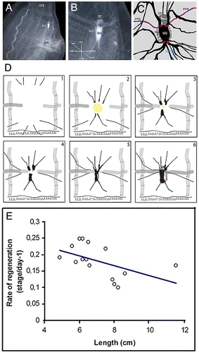 Figure 2. Neural complex structure and regeneration. Top row: (A–C) the NC. OrS: oral siphon. AtS: atrial siphon. GG: cerebral ganglion. NG: neural gland. DSP: dorsal strand plexus. DT: ciliated funnel. LA and RA: left and right anterior nerves. LP and AP: left and right posterior nerves. PPB: peripharyngeal band. Middle row: drawings 1–5 show progressive stages of NC regeneration. Bottom row: rate of NC regeneration is inversely related to animal length.Note: Modified from Dahlberg et al. (Citation2009).