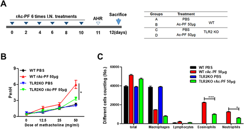 Figure 2 Difference of airway hyperresponsiveness and immune cells infiltration depending on the presence or absence of TLR2. Scheme of airway inflammation induced by repeated exposure to rAc-PF (A). Airway hypersensitive response to methacholine (0–50 mg/mL) was compared between WT and TLR2-/- groups (B). Differential immune cells were counted in BAL from WT or TLR2 KO mice using a microscope (C). (n = 5/group, three independent experiments, *; p < 0.05, ***; p < 0.001).