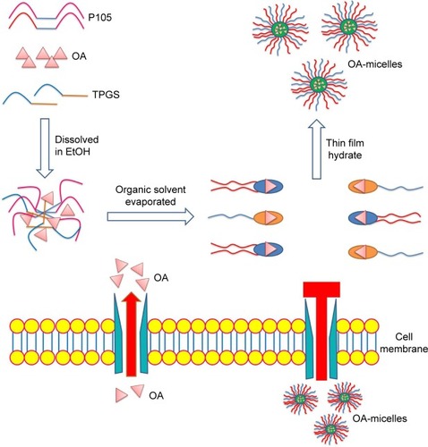 Figure 2 Preparation scheme of OA-micelles via the self-assembly method and different phenomena between OA-micelles and free OA in the cell.Abbreviations: EtOh, ethyl alcohol; OA, oleanolic acid; P105, Pluronic P105; TPGS, d-α-tocopheryl polyethylene glycol succinate.