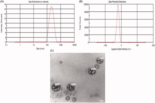 Figure 3. Particle size distribution curve (A), Zeta potential (B), Transmission Electron Microscopy (TEM) photograph (×10,000; Scale bar = 500 nm) (C) of optimized EF-loaded liposomal fraction (EF-L).