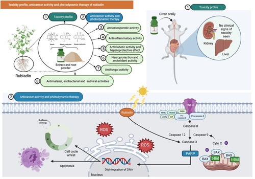 Figure 6 Rubiadin’s toxicity profile, anticancer activity, and photodynamic therapy. In the toxicity study, oral administration of rubiadin showed no clinical signs of toxicity seen indicating that the biochemical compound is safe at certain investigated dose levels. Through favorable photosensitizing ability of rubiadin, it can act as an anticancer by acting primarily through DNA damage, cycle arrest and apoptosis and be used in photodynamic therapy.