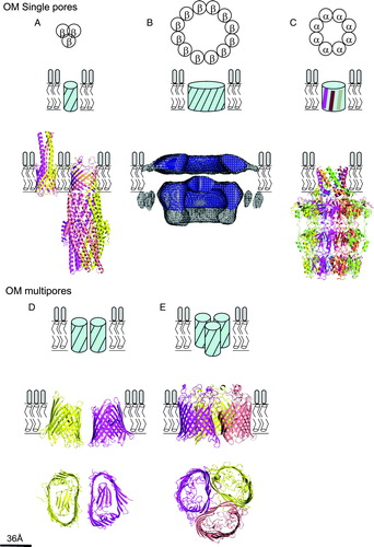 Figure 1.  Protein oligomerization in the bacterial outer membrane. Top and side views of the oligomerization topologies observed in known outer membrane protein structures. OM single pores: (A) Trimeric β-barrels: Hia (left, PDB code: 2GR7) and TolC (right, PDB code: 1EK9) (B) Multimeric superchannels: PulD secretin, obtained from Citation[83] and (C) α-helical barrels: Wza (2J58). OM multipores: (D) Twinned pore oligomers: PapC (PDB code: 2VQI). (E) Triplet pores: LamB (PDB code: 1MAL). All the structures presented in this figure are scaled against the estimated width of outer membrane bilayer (36 Å). Figure is prepared using pymol Citation[84].