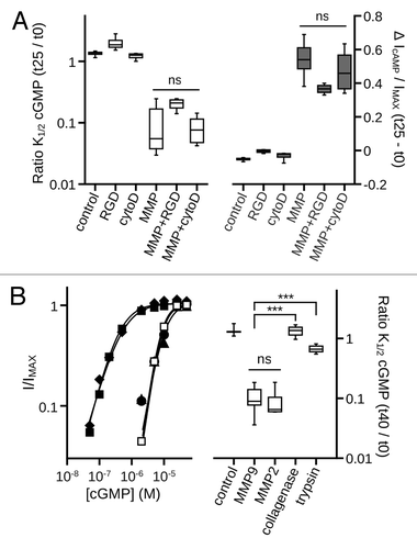 Figure 4. Disruption of the actin cytoskeleton or of integrin mediated cell adhesion does not prevent MMP9 induced gating effects. (A) Box plots summarizing the change in K1/2, cGMP (Left) and the change in cAMP efficacy (Right) approximately 25 min post excision. Neither the integrin adhesion peptide antagonist GRGDSP (MMP+RGD), nor disruption of the actin cytoskeleton by cytochalasin D, significantly altered the change in K1/2, cGMP or in cAMP efficacy induced by MMP9 (p > 0.1, single-factor ANOVA analysis performed among MMP9-treatment conditions, n = 4–7). (B) Representative dose-response curves for activation of control (open squares), and protease treated (filled symbols) A3 channels by cGMP at t40 (Left). Currents were normalized to the maximum t40 cGMP current. Parameters of best fit Hill curves for each condition shown are as follows: control, K1/2 = 8.0 μM, nH = 2.3; MMP9 (filled squares), K1/2 = 0.4 μM, nH = 1.3; MMP2 (filled diamonds), K1/2 = 0.5 μM, nH = 1.2; trypsin (filled triangles), K1/2 = 10.0 μM, nH = 1.9; collagenase (filled circles), K1/2 = 8.6 μM, nH = 2.3. Box plots summarizing the change in K1/2, cGMP approximately 40 min post excision (Right). MMP2 (10 nM) produced gating effects indistinguishable from MMP9 (10 nM). Application of either trypsin (10 nM) or collagenase (100 nM) failed to produce similar gating effects