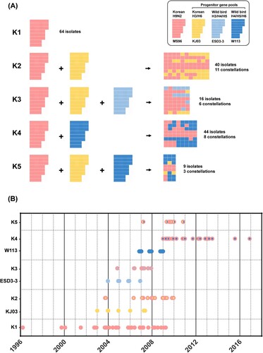 Figure 1. Genotype classification and time of virus isolation. Korean H9N2 virus (MS96) were designated as the backbone, and three progenitor gene pools (KJ03, ESD3-3, and W113) were assigned. (A) Each reassortment event generates different genome combinations. (B) The time of isolation of the three progenitor gene pools were followed by the generation of each genotype.