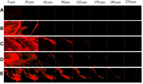 Figure 7 Confocal laser scanning microscopy images taken at different depths of the full thickness human cadaver skin after 24 hours permeation of Dil-labeled gel formulations containing (A) untreated skin, (B) CLP-gel, (C) TFS-gel, (D) FLSQ-gel, and (E) FLSD-gel (magnification 10X).
