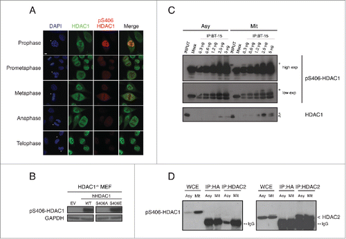 Figure 3. Specificity and potential applications of the pS406-HDAC1 monoclonal antibody BT-15. (A) Immunofluorescence images of HeLa cells synchronized by double thymidine block and fixed with 4% paraformaldehyde after 9.5 hours. Cover slips were stained with the indicated antibodies and DAPI and analyzed at confocal microscopy. Subphases of mitosis were identified by the condensation status of the chromatin. Asterisks indicate the cell of interest in every field. Scale bar corresponds to 5 µm. (B) Mitotic synchronization of immortalized HDAC1−/− MEF stably expressing HDAC1 wt, phospho null HDAC1 S406A or phospho mimetic HDAC1 S406E mutants. Samples were analyzed by western blot with the indicated antibodies. GAPDH is used as loading control. (C) Immunoprecipitations of pS406-HDAC1 in asynchronous and mitotic HeLa cells. The indicated quantities of BT-15 supernatant and 0.5 mg of protein lysates were used. Asterisks indicate the pS406-HDAC1 form, arrowhead the basal HDAC1. (D) Immunoprecipitations of HDAC2 in asynchronous and mitotic HeLa cells. IP against HDAC2 was performed and analyzed by protein gel blot with total HDAC2 antibody (right panel, to show that the IP properly worked) and the BT15 antibody (left panel). Asterisks indicate the IgG, arrowhead the HDAC2 protein. HA-tag was used as internal control of the IP.