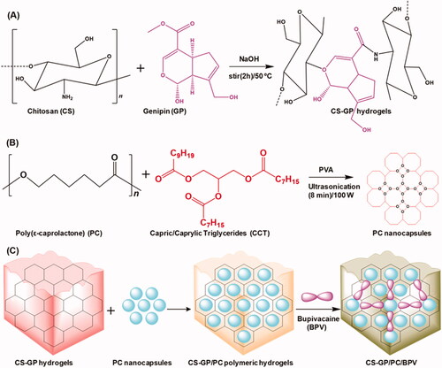 Scheme 1. Schematic representation of (A) the preparation of chitosan (CS) and genipin (GP) crosslinked CS-GP hydrogels, (B) the preparation of PC nanocapsules, and (C) CS-GP hydrogels loaded PC nanocapsules to bupivacaine (BPV) drug delivery system for local anesthetics and pain management.