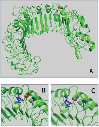 Figure 2. Superposition of wild-type and mutated TLR3 protein. (A) TRL3 human protein tridimensional structure of 2Z7X crystal structure. In green cartoon representation of TLR3 protein. (B) and (C) Zoom of the mutated region with Leu412 in red sticks and Phe412 in magenta. The hydrophobic core of Leu377, Leu389, and Trp386 is in blue sticks.