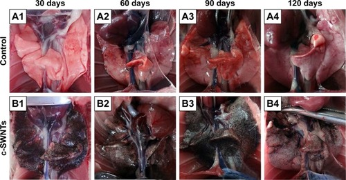 Figure 2 The dissected lungs from rats after long-term intravenous injection of c-SWNTs.Notes: The rat lungs were dissected at the end of the setting periods (30, 60, 90, and 120 days) in the two groups: the control group (A1–A4, 5.00 wt% glucose solution, 1 mL per rat) and the c-SWNTs group (B1–B4, 2.0 mg of c-SWNTs/kg body weight per injection per rat).Abbreviation: c-SWNTs, carboxylated single-walled carbon nanotubes.