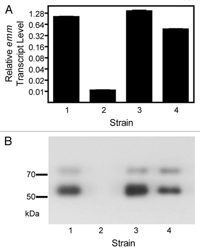 Figure 4. Mixed effects of sagB deletion on emm expression. Relative levels of emm transcript (A) and western blot detecting the production of the M protein (B) in the following strains: 1, MGAS2221; 2, MGAS2221ΔsagB-1; 3, MGAS2221ΔsagB-2; 4, MGAS2221ΔsagB-3. The ΔsagB mutants were obtained using THY broth for GAS growth during the gene deletion process. Levels of emm mRNA were normalized to that of MGAS2221.