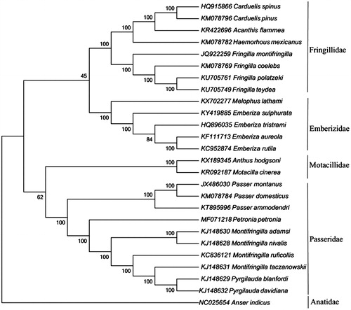 Figure 1. Molecular phylogenetic tree of 26 passerine bird species constructed with Neighbour-Joining method based on their complete mitochondrial genomes with the accession number in parentheses. The bootstrap values are based on 1000 resamplings. The number at each node is the bootstrap probability. The number before the species name is the GenBank accession number.