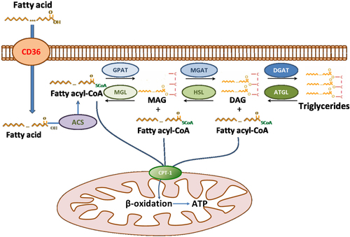 Fig. 1 Summary of cardiomyocyte fatty acid metabolism in healthy hearts.