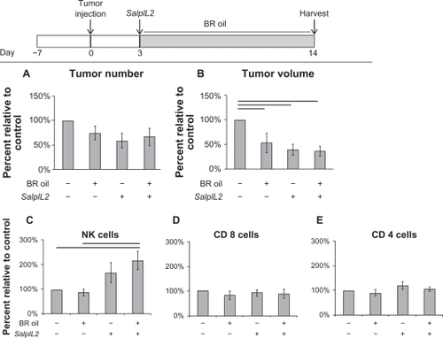 Figure 4 Effect of black raspberry (BR; Rubus occidentalis) seed oil on the SalpIL2 anti-tumor response in mice. On Day 0, 5 × 104 MCA-38 cells were injected intrasplenically to naïve animals. A single oral administration of SalpIL2 and initiation of BR (shaded area) seed oil diet 10% w/w was given to animals on Day 3. Animals were maintained for a total of 14 days prior to collection of tumor and hepatic lymphocyte data (see diagram above). Tumor number (A) and tumor volume (B) in animals fed a diet consisting of BR with and without SalpIL2. Hepatic natural killer (NK) (C), CD8+ T (D), and CD4+ T cell response (E) to SalpIL2 with and without BR oil on Day 14.