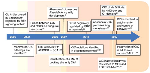 Figure 1. Timeline of key discoveries pertaining to CIC research. Cic was discovered in 2000 in Drosophila, and two years later it was identified in mammals. Its implication in cancer was originally reported in 2006 as a component of oncogenic fusions, but inactivating point mutations were not found until 2011. The last year has been particularly prolific in new findings about CIC function in mammalian development and cancer, including its roles in metastasis formation and therapy resistance. References are indicated in each box.