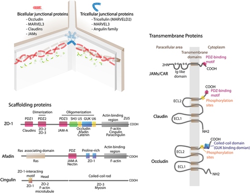 Figure 1. Cellular architecture of tight junction. Tight junctions can be divided into bi- and tricellular tight junctions based on their localization. For example, tricellulin and angulin are considered as tricellular tight junctions. Most of tight junctions are transmembrane proteins located in bi-cellular point of cell-cell contact including occludin, claudins, and JAMs. Indeed, occludin and claudins consist of four membrane-spanning domains whereas JAM is a single membrane-spanning protein with large extracellular Ig-like domain. On the other hand, ZO-1, afadin, and cingulin are cytosolic scaffolding tight junction proteins that play an important role in arranging tight junction strands. The scaffolding tight junctions consist of a number of binding sites responsible for protein interaction.