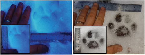 Figure 5. Two different leopard footprints with ruler on the snow (Photos: Şağdan BAŞKAYA).