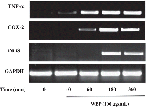 Figure 3. The effect of WBP on the expression of mRNAs of iNOS, COX-2, and TNF-α in RAW 264.7 cells. RAW 264.7 cells (5 × 106 cells ml–1) were incubated with 100 μg ml–1 WBP for the indicated periods of time. Total RNA was isolated and the expression of iNOS, COX-2, and TNF-α was determined by semi-quantitative PCR as described in the text. A representative gel graph from three independent experiments was shown.