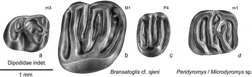 Figure 16. The Dipodidae and Gliridae from Gözükızıllı: a Dipodidae gen. et sp. indet. GOZ1b-260; Bransatoglis cf. sjeni: b GOZ1b-255, c GOZ1b-258; Peridyromys or Microdyromys: d GOZ1b-257