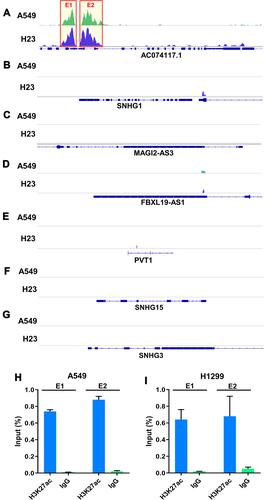 Figure 3 Identification and verification of lncRNAs regulated by SEs in ceRNA network. (A–G) H3K27ac signals of AC074117.1, SNHG1, MAGI2-AS3, FBXL19-AS1, PVT1, SNHG15 and SNHG3 in A549 and H23 cell based on GSE143653 dataset. (H and I) ChIP-qPCR was used to verify the SEs of AC074117.1 locus in A549 and H1299 cells. E1, super enhancer region 1. E2, super enhancer region 2.