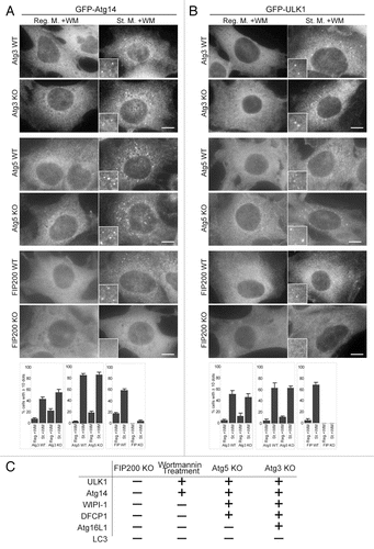 Figure 5 Wortmannin-resistant ULK1 and Atg14 puncta are generated in Atg3 KO and Atg5 KO cells, but not in FIP200 KO cells. (A and B) MRFs deficient for Atg3, Atg5 and FIP200, and their corresponding wild-type control MEFs, stably expressing GFP-Atg14 (A) or GFP-ULK1 (B) were cultured in regular or starvation medium with 0.2 µM wortmannin for 1 hour. Cells were then subjected to immunofluorescence microscopy using anti-GFP antibodies. Graphs show the results of quantification of the GFP dot positive cells (more than 10 dots per cell). Results shown represent mean ± SE of triplicate samples containing greater than 100 cells. Reg. M., regular medium; St. M., starvation medium; WM, wortmannin; WT, wild-type. Scale bars, 10 µm. (C) Summary of the hierarchy analysis of mammalian Atg proteins in terms of puncta formation. “+” and “−” indicate whether puncta were formed or not formed, respectively.