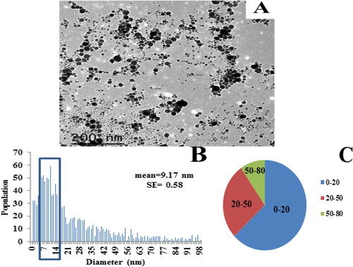 Figure 3. Analysis of AgNPs. (A) A TEM image of AgNPs colloidal solution (1) dispersed on a TEM copper grid (a scale bar: 200 nm). (B) A histogram illustrating size distribution of Ag nanoparticles (0–100 nm), and (C) A pie chart representing particles distribution within the resulted histogram (B).