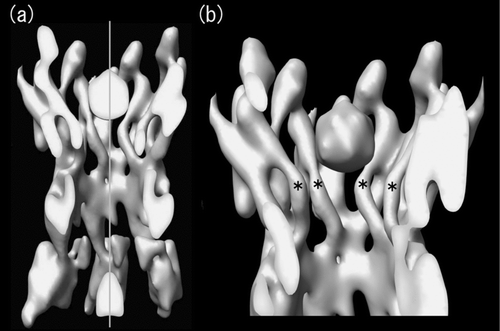Figure 3 Cross-sectional view of the symmetrized 3D structure of Cx26M34A. Real space non-crystallographic six-fold symmetry has been applied to the original Cx26M34A 3D map (Oshima et al. Citation2007) to increase the signal to noise ratio, thereby enabling better visualization. At this contour level, the tertiary structure of the helices and extracellular domains is well-defined and a plug density is located in each hemichannel. The cross-sectional view of two docked hemichannels through the plugs (a) and the view of a hemichannel containing a whole plug (b) demonstrate that no other density is observed along the axis in the center of the pore. The central pore axis is represented by a perpendicular grey line. The pore-lining helices C are again labelled with asterisks as previously indicated in Figure 2.