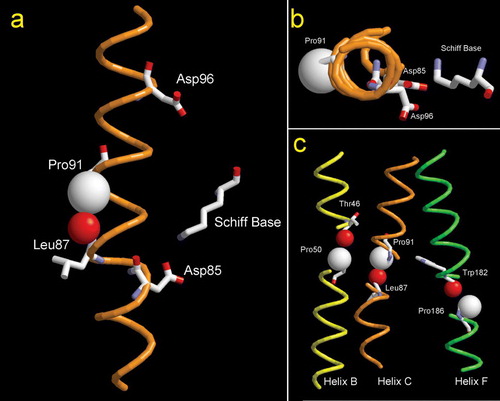 Figure 1.  (A) Plot of helix C of WT bacteriorhodopsin. The two proton transporting residues (Asp85 and Asp96) are indicated, as well as the location of the Schiff base. The steric clash between the ring Cγ of Pro91 and the carbonyl O of Leu87 is evidenced by using van der Waals spheres. (B) Cytoplasmic-to-extracellular view of helix C of bacteriorhodopsin. (C) Location of transmembrane prolines in bacteriorhodopsin. Van der Wals radii of the atoms involved in the steric clash are displayed. Cγ of proline residues are in white and the peptydil O of the i-4 residue is in red (PDB code 1PY6).