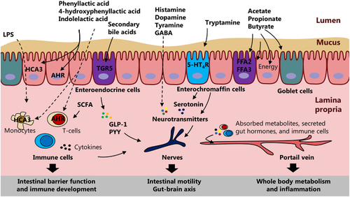 Figure 4. Gut microbiota-derived metabolites as mediators of host-microbial cross-talk in early life. The microbiota-derived metabolites can impact host development in various ways as they activate different host receptors. For example, microbiota-derived metabolites can stimulate the intestinal immune system (affecting release of cytokines), enteroendocrine cells (affecting release of gut hormones), and enterochromaffin cells (affecting release of serotonin). Subsequently, the secreted molecules can affect the intestinal barrier and immune function, the intestinal nervous system with effects on intestinal motility and the gut-brain axis, and potentially the host metabolism and inflammation throughout the body upon absorption and circulation through the portal vein.