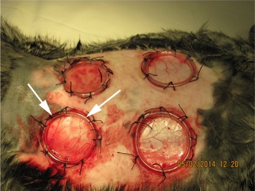 Figure 1 Macrophotography of the nonhealing dermal wounds in rabbits.