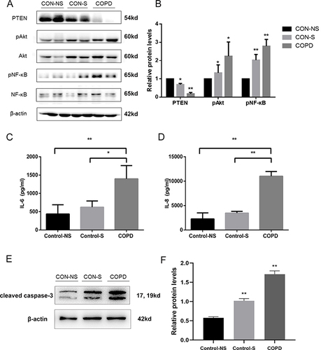 Figure 2 Decreased PTEN expression, activating Akt/NF-κB pathway, and increasing inflammation and apoptosis in COPD patients. (A) Protein levels of PTEN, phosphorylated Akt (p-Akt), Akt, phosphorylated NF-κB (p-NF-κB), NF-κB, and β-actin in Western blot analysis. (B) Comparison of PTEN, p-Akt, p-NF-κB protein levels. (C) IL-6 and (D) IL-8 levels were measured by ELISA. (E)Western blot were determined and (F) relative protein levels of cleaved caspase-3 in the peripheral lung tissue. Density of bands measured using ImageJ. β-actin for normalization. Group classification: Con-NS (non-smokers, no COPD) (n =5), Con-S (smokers, no COPD) (n =7), COPD (COPD patients) (n =7). Data: average values ± standard deviation. Statistical thresholds: *P < 0.05, **P < 0.01, via one-way ANOVA.