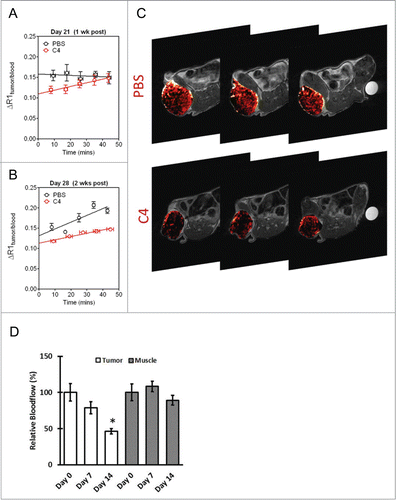 Figure 6. Vascular response of C8161 melanoma xenografts to C4 treatment. (A) MRI analysis of blood flow. Plots show the change in R1 (ΔR1) post contrast in PBS and C4 treated tumors at 1 week (A) and at 2 weeks (B) post treatment. Values were normalized to blood to account for potential differences in contrast agent injection between the animals. A significant reduction (P < 0.05) in relative blood volume (y-intercept) was seen following C4 treatment at 1 week and 2 weeks post treatment. (C) Relative blood volume maps of an animal in the PBS control group and C4 treatment group. Three contiguous slices of the tumor are shown. (D) Optical imaging of PBS and C4 treated tumors at 1 week and at 2 weeks post treatment showed decrease in blood flow in comparison to unchanged blood flow in muscles of the treated mice.