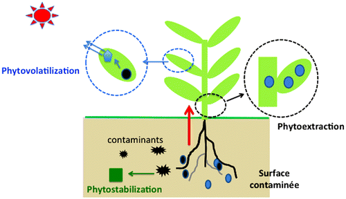 Figure 3. Phytoremediation method by the plants.