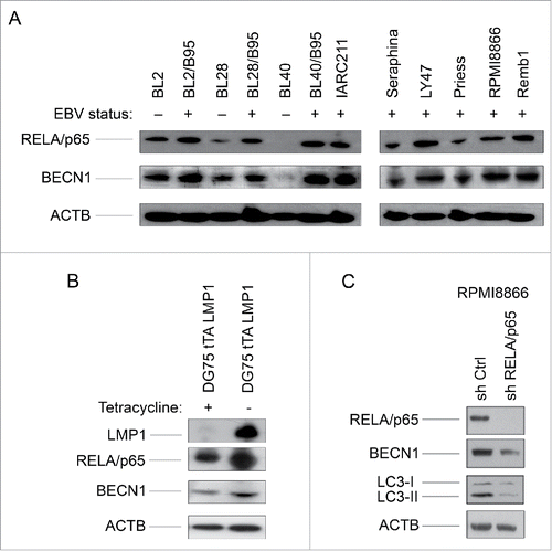 Figure 2. RELA activation and BECN1 expression in EBV-negative and EBV-positive latency III lymphoid cell lines. (A) Whole cell lysates were analyzed by western blotting for RELA and BECN1 expression. (B) Whole cell lysates prepared from DG75 cells, expressing LMP1 in a tetracycline-regulated system, were tested for expression of LMP1, RELA and BECN1. (C) Whole cell lysates prepared from RPMI8866 stably transduced with a RELA-specific shRNA or a control shRNA were submitted to western blot analysis for detection of RELA and BECN1 expression. The western blots shown are representative of 3 independent experiments.