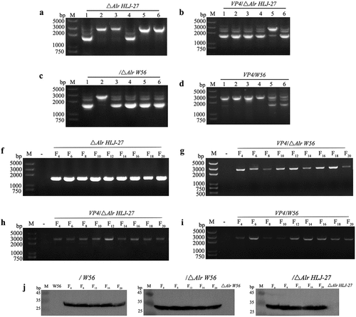 Figure 3. Identification and analysis of the stability Lactobacillus strains △Alr HLJ-27 and VP4/△Alr W56, VP4/△Alr HLJ-27 and VP4/W56. a: PCR amplification fragments of 1500 bp and 2700 bp correspond to the deletion mutant and wild type. b–d: PCR amplification fragments of 1893 bp and 2583 bp correspond to the insertion mutant and wild type. The stability was detected for every two generations using the primers Alr-F/R (a) and the A-F/R to identify PCR products of mutant strains genome DNA. f–i: Western blot analysis the protein stability of insertion mutant strain VP4/△Alr W56, VP4/△Alr HLJ-27 and VP4/W56. Expression of VP4 protein by the strains were detected with anti-flag tag monoclonal antibody every four generations for VP4/W56, VP4/△Alr W56 and VP4/△Alr HLJ-27, respectively (j).