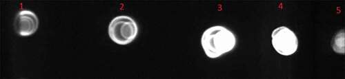 Figure 4. Dot blot results. Fusion peptide was present in the supernatant during total course of cultivation (7 days).