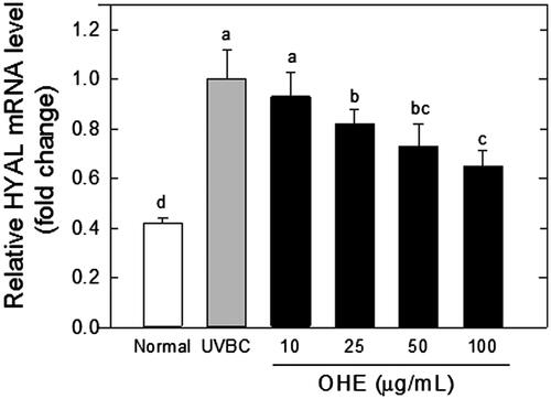 Figure 2. mRNA expression of HYAL in UVB-irradiated HaCaT cells was affected by OHE treatment in a dose-dependent manner. All results expressed a onefold change compared to the UV-Con. HYAL: hyaluronidase; OHE: O. humifusa extract; Normal: untreated HaCaT cells; UVBC: UVB-irradiated HaCaT cells (without OHE treatment). The values are the mean ± standard deviation (SD) (n = 3). Different letters indicate significant differences (p < 0.05) among the treatments as revealed by Duncan’s multiple range test.