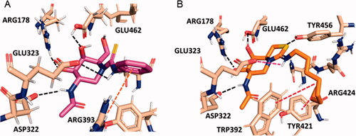 Figure 3. Predicted binding modes of phenylthiourea 4 (A; magenta sticks) and protonated octyliminothiazolidine 6 (B; orange sticks) to HexA (coordinates from PDB ID 2GK1; tan sticks) from the molecular docking experiments. Hydrogen atoms from ligands are not shown for clarity. Hydrogen bonds are represented as black dashed lines, and hydrophobic interactions as red dashed lines.