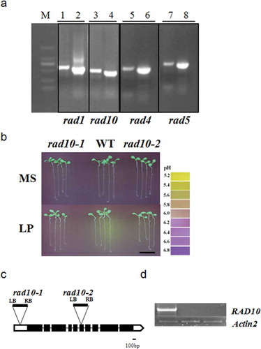 Figure 6 (a) The Thermal asymmetric interlaced PCR (Tail-PCR) amplification products of rad1, rad10, rad4 and rad5 mutants. Numbers 1, 3, 5 and 7 were products of tertiary reactions; 2, 4, 6 and 8 were products of quaternary reactions. MS, Murashige and Skoog media. LP, low P. (b) The rhizosphere acidification of rad10-1, wild type (WT) and rad10-2 (SALK-058642) mutants under phosphorus (P)-sufficient and low-P conditions. Bar = 1 cm. (c) T-DNA insertion sites of rad10-1 and rad10-2. (d) Reverse transcriptase-PCR analysis of RAD10 expression. Actin2 served as a control.