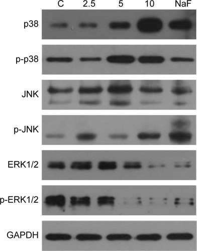 Figure 8 Western blot analysis for the expression levels of MAPK signaling pathway genes in rMSCs treated with G/SWCNT hybrids after differentiation.Notes: The expression level of p38 was upregulated and ERK1/2 was downregulated in rMSCs in the presence of G/SWCNT hybrids.Abbreviations: C, control; ERK1/2, extracellular signal-regulated protein kinases; GAPDH, glyceraldehyde-3-phosphate dehydrogenase; G/SWCNT, graphene/single-walled carbon nanotube; MAPK, mitogen-activated protein kinase; p-, phospho-; p38, p38 MAP kinase; rMSCs, rat mesenchymal stein cells.