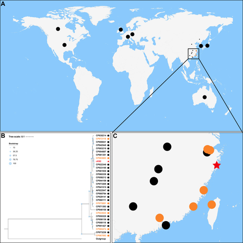 Figure 1 Population distribution and geographic distribution of all known Klebsiella michiganensis strains with complete genomes. (A) Geographic locations of 32 K. michiganensis strains in the world. The dots in the figure are used to mark the geographic distribution of strains. If the number of strains distributed in countries except China was greater than one, one dot is used to represent. Strains located in China are represented by smaller dots due to their dense distribution. The black dots represent the K. michiganensis strains that did not carry IncHI5 plasmids, the orange dots represent the K. michiganensis strains carrying IncHI5 plasmids, and the red star represents the K. michiganensis strain carrying pK92-qnrS from this study. (B) Maximum-likelihood tree. The degree of support (percentage) for each cluster of associated taxa, as determined by bootstrap analysis, is shown with blue dots next to each branch. The bar corresponds to the scale of sequence divergence. The meaning of the symbols corresponds to that in (A). (C) Geographic locations of K. michiganensis strains in China. The meanings of the symbols correspondto those in (A).